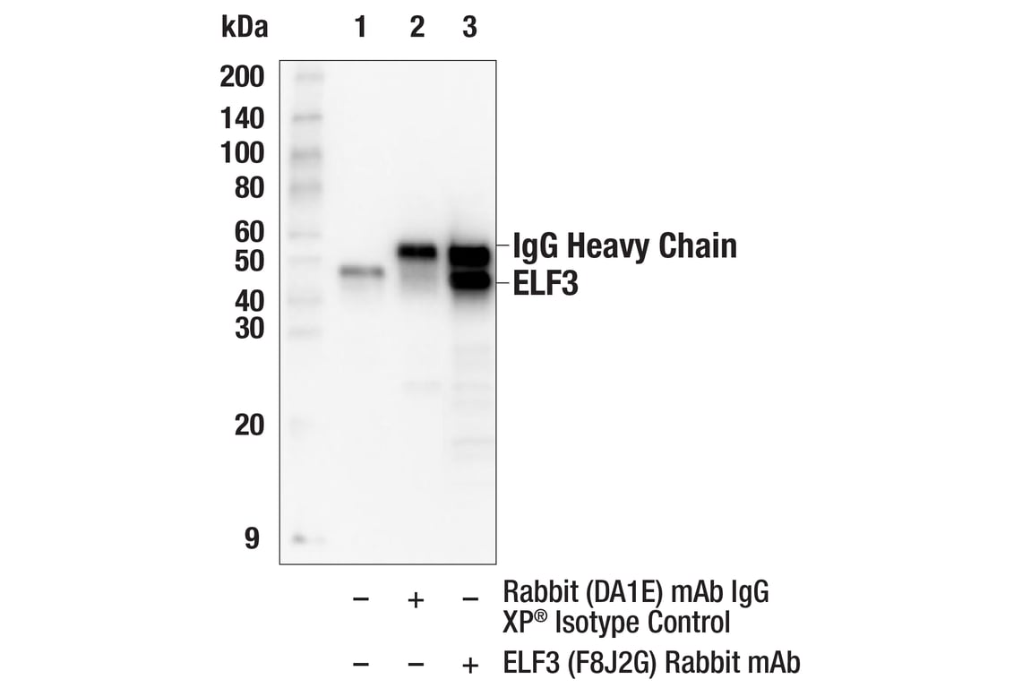 Immunoprecipitation Image 1: ELF3 (F8J2G) Rabbit mAb