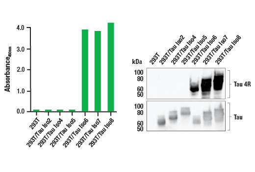 ELISA Image 1: PathScan<sup>®</sup> RP Tau 4R Sandwich ELISA Kit