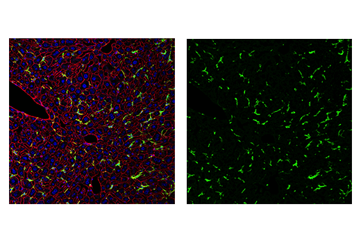 Immunofluorescence Image 3: Iba1/AIF-1 (E4O4W) XP<sup>®</sup> Rabbit mAb (BSA and Azide Free)