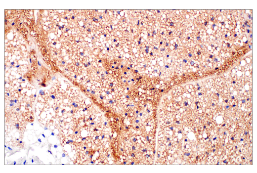 Immunohistochemistry Image 3: UCP1 (E9Z2V) XP<sup>®</sup> Rabbit mAb (BSA and Azide Free)