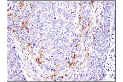 undefined Image 35: Host Cell Viral Restriction Factor Antibody Sampler Kit