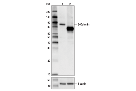 Western Blotting Image 2: β-Catenin (D10A8) XP<sup>®</sup> Rabbit mAb (BSA and Azide Free)