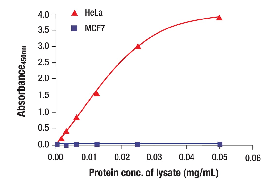 ELISA Image 1: Vimentin (D21H3) XP<sup>®</sup> Rabbit mAb (BSA and Azide Free)
