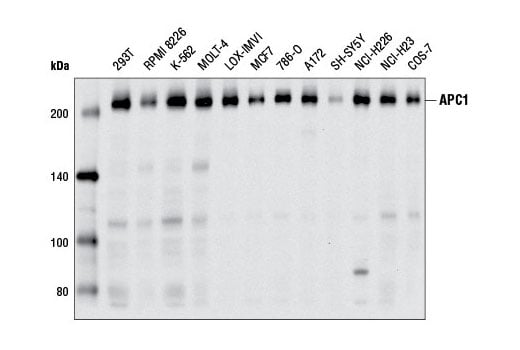Western Blotting Image 2: APC1 (D1E9D) Rabbit mAb