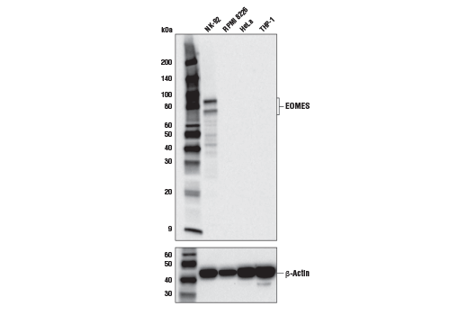 Western Blotting Image 1: EOMES (D8D1R) Rabbit mAb