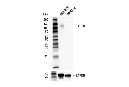 Western Blotting Image 4: HIF-1α (E1V6A) Rabbit mAb