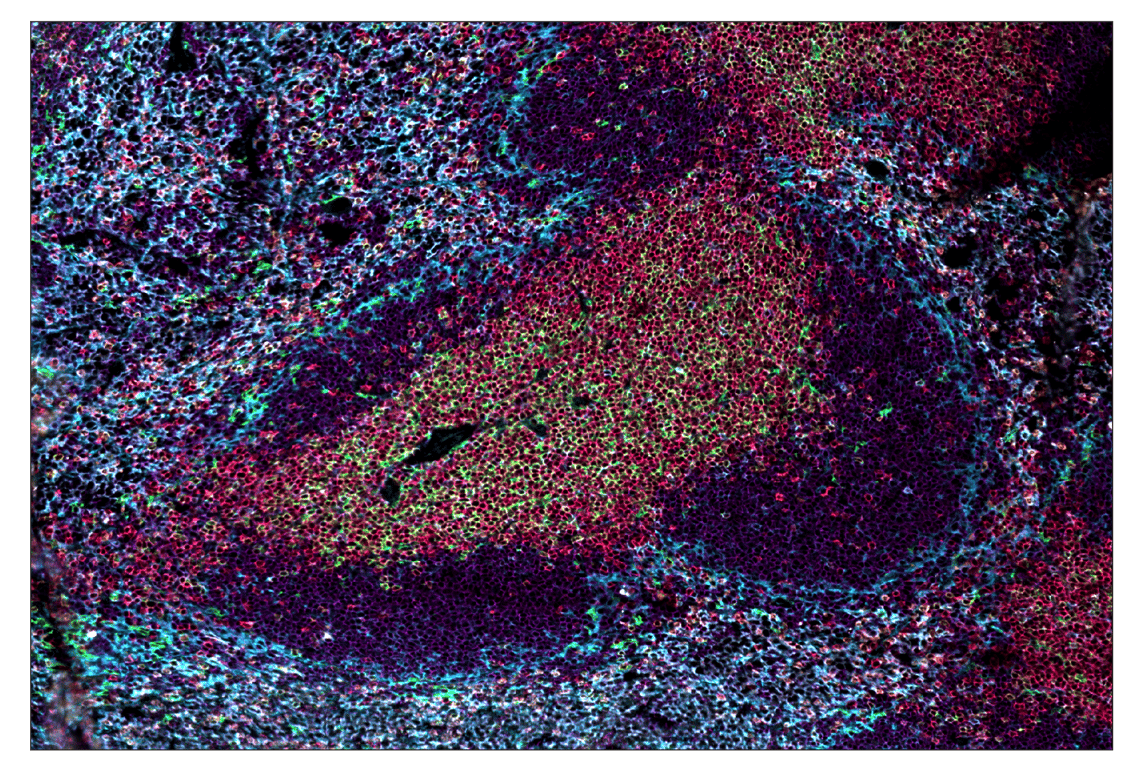 Immunohistochemistry Image 1: CD8α (D4W2Z) & CO-0040-488 SignalStar™ Oligo-Antibody Pair