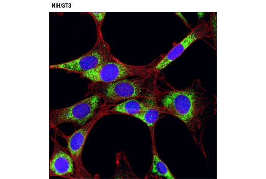 Immunofluorescence Image 1: PDI (C81H6) Rabbit mAb (Alexa Fluor<sup>®</sup> 488 Conjugate)