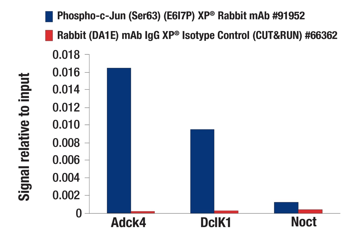 CUT & RUN Image 3: Phospho-c-Jun (Ser63) (E6I7P) XP<sup>®</sup> Rabbit mAb