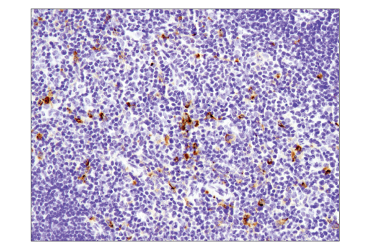 Immunohistochemistry Image 2: TIM-3 (D3M9R) XP<sup>®</sup> Rabbit mAb (BSA and Azide Free)