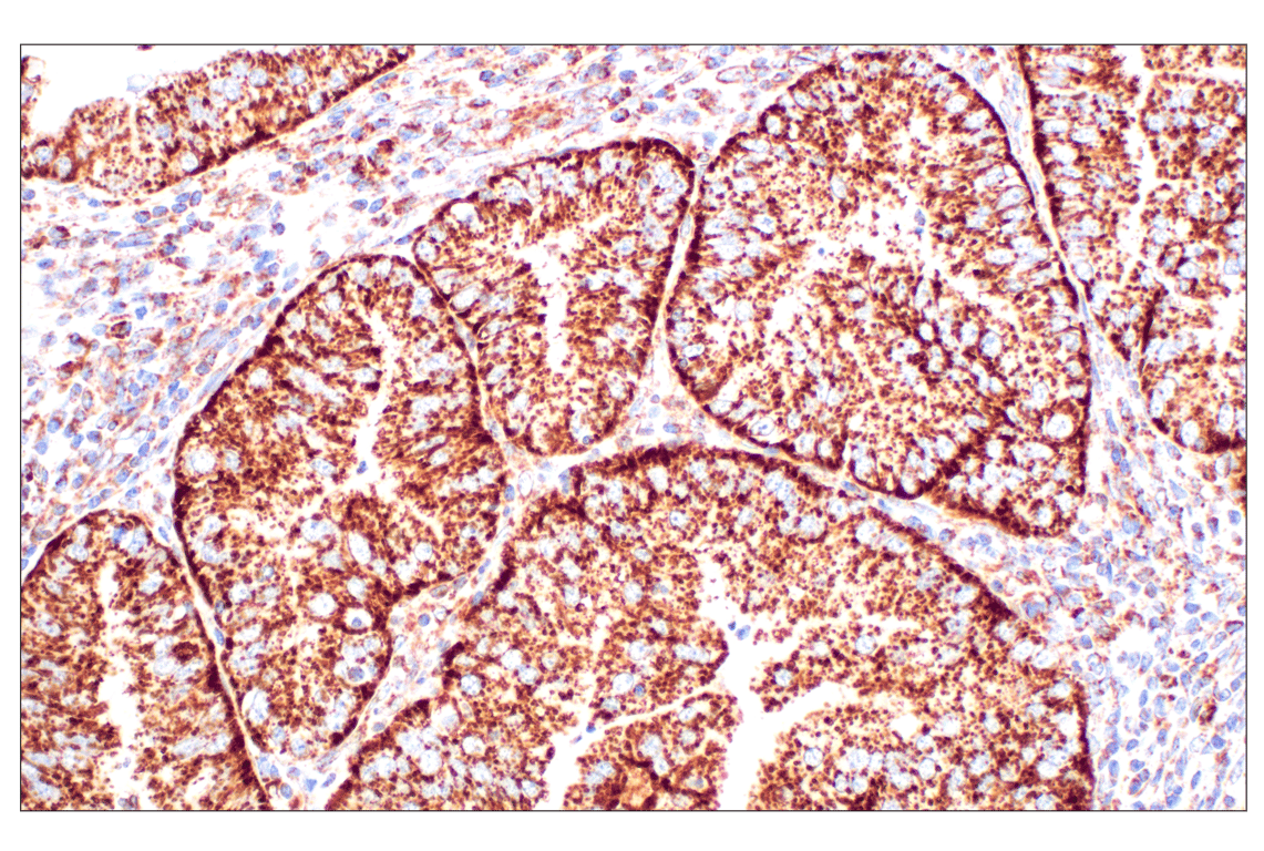 undefined Image 4: Cell Fractionation Antibody Sampler Kit