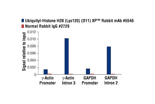 Chromatin Immunoprecipitation Image 3: Ubiquityl-Histone H2B (Lys120) (D11) XP<sup>®</sup> Rabbit mAb