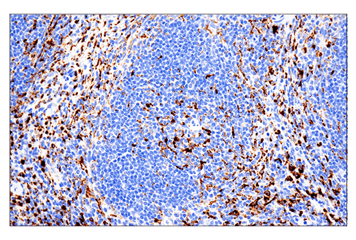 Immunohistochemistry Image 1: CD68 (E3O7V) Rabbit mAb