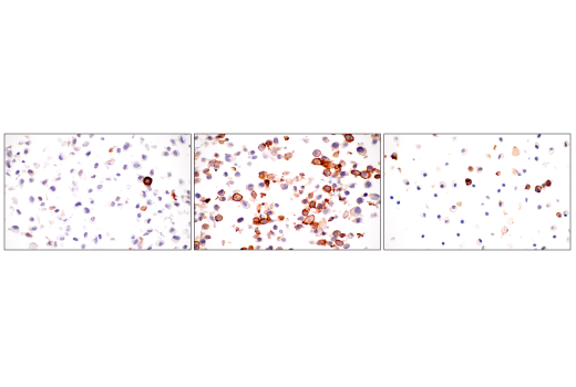 Immunohistochemistry Image 9: CD36 (E8B7S) Rabbit mAb