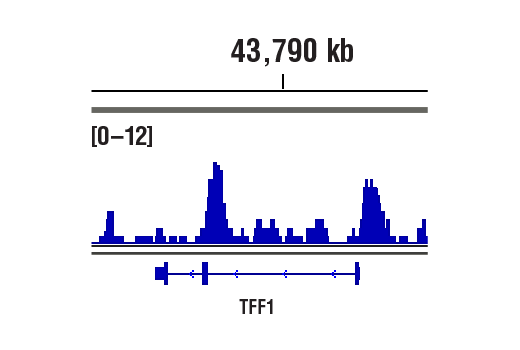 undefined Image 73: BAF Complex IHC Antibody Sampler Kit