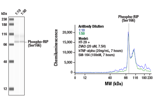 undefined Image 10: Apoptosis/Necroptosis Antibody Sampler Kit II