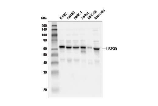 Western Blotting Image 2: USP39 (E8U2M) Rabbit mAb