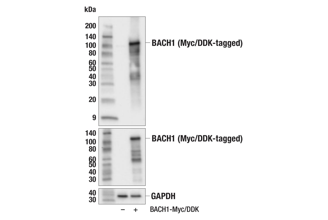 Western Blotting Image 2: BACH1 (E4E7B) Rabbit mAb