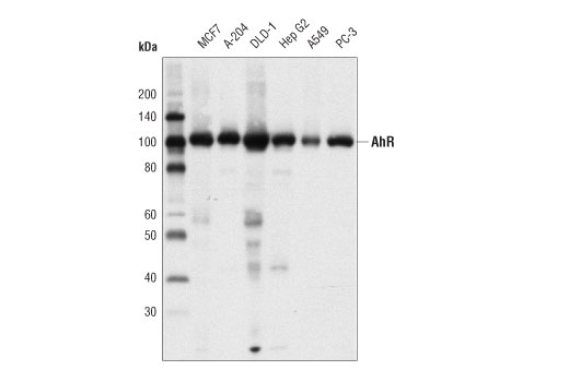 Western Blotting Image 2: AhR (D5S6H) Rabbit mAb