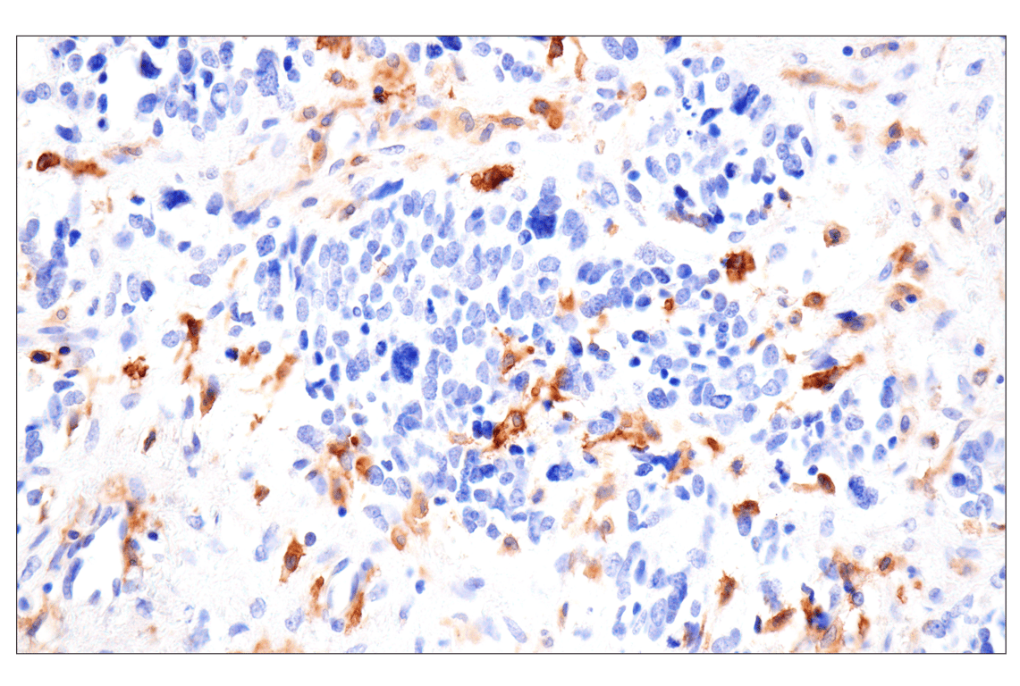 Immunohistochemistry Image 1: SLC40A1/Ferroportin-1 (F9U5S) Rabbit mAb