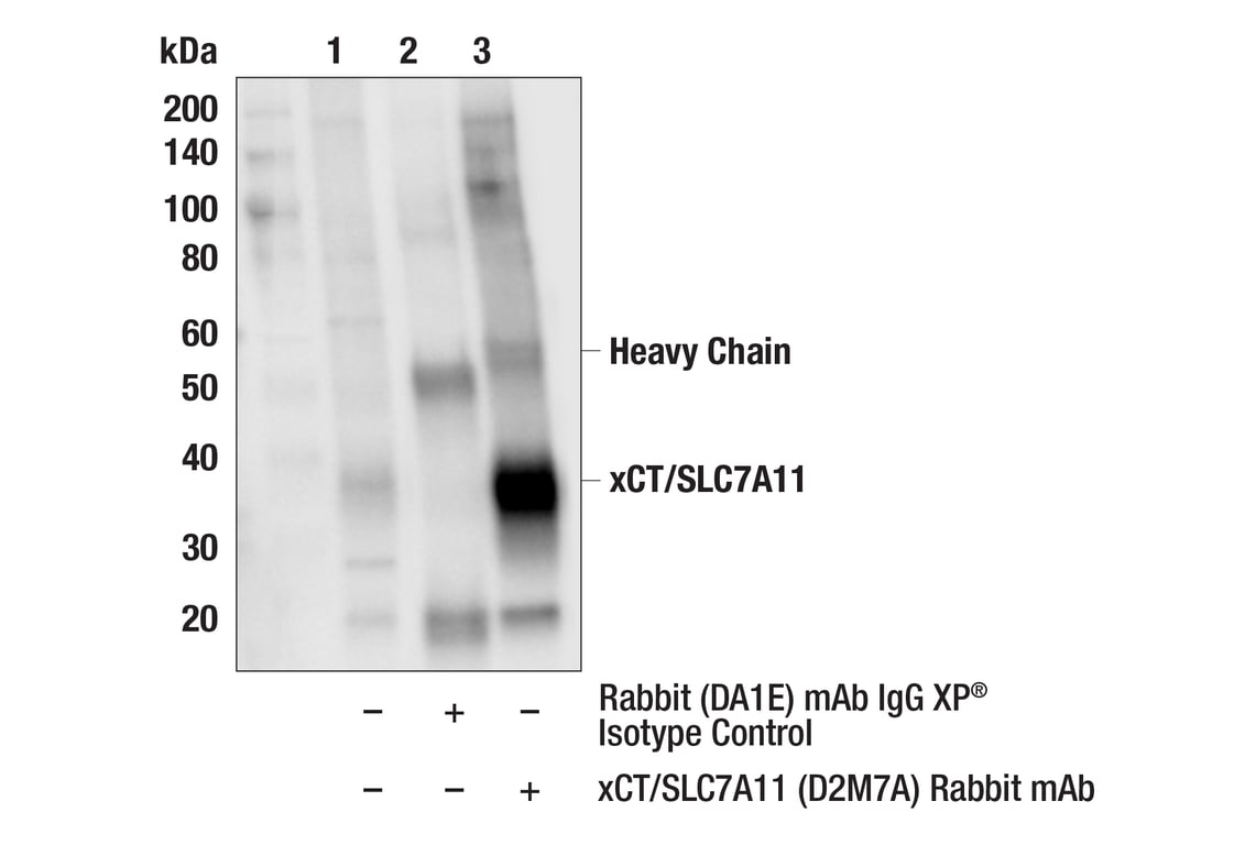 Immunoprecipitation Image 1: xCT/SLC7A11 (D2M7A) Rabbit mAb