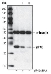 Western Blotting Image 2: eIF4E (C46H6) Rabbit mAb (BSA and Azide Free)