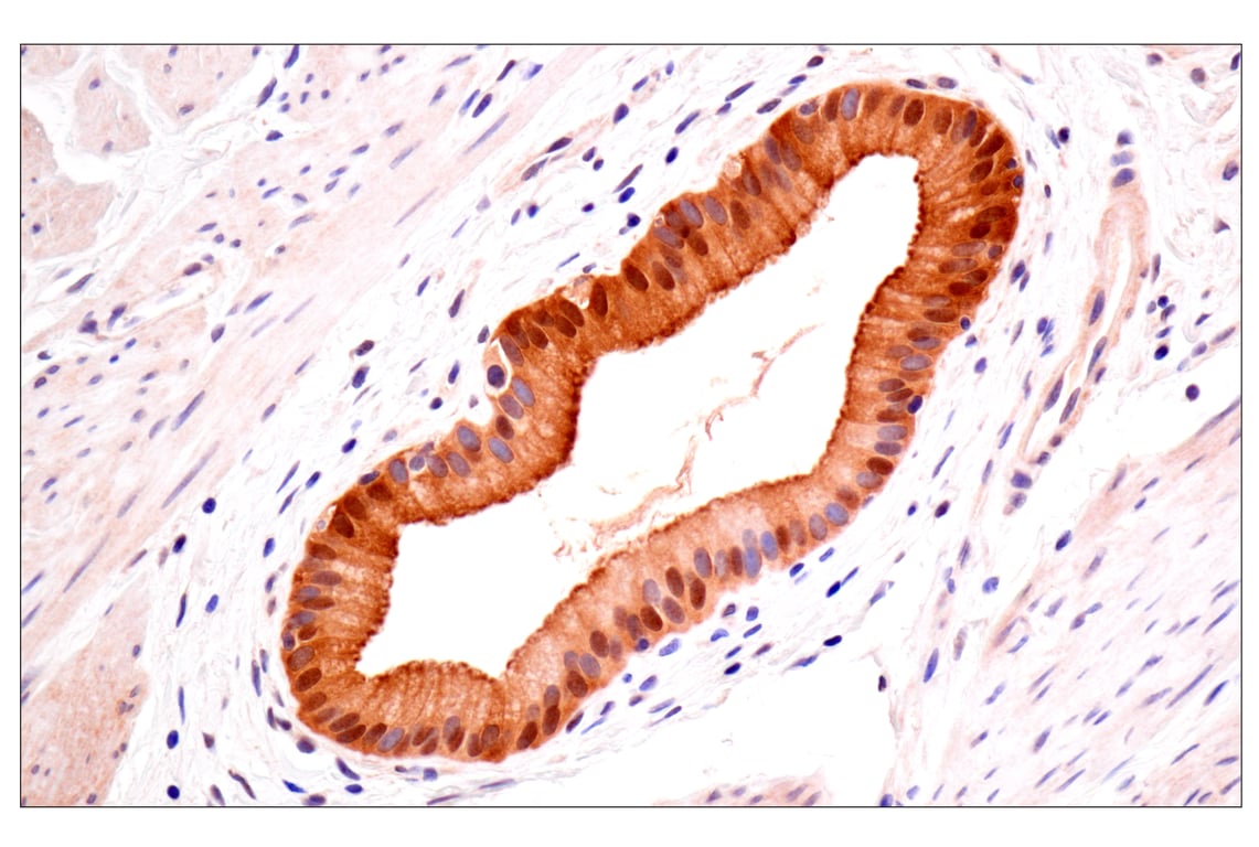 Immunohistochemistry Image 8: ACBP/DBI (E6K8G) XP<sup>®</sup> Rabbit mAb