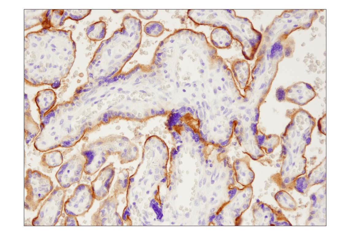 Immunohistochemistry Image 3: PD-L1 (405.9A11) Mouse mAb (BSA and Azide Free)