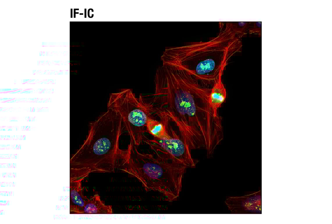undefined Image 25: Microglia Cross Module Antibody Sampler Kit