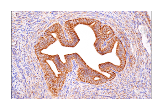 Immunohistochemistry Image 3: MAVS (E8Z7M) Rabbit mAb