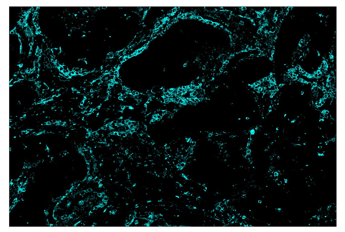 Immunohistochemistry Image 5: HLA-DRA (E9R2Q) & CO-0023-750 SignalStar<sup>™</sup> Oligo-Antibody Pair