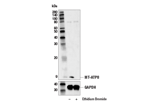 Western Blotting Image 1: MT-ATP8 Antibody