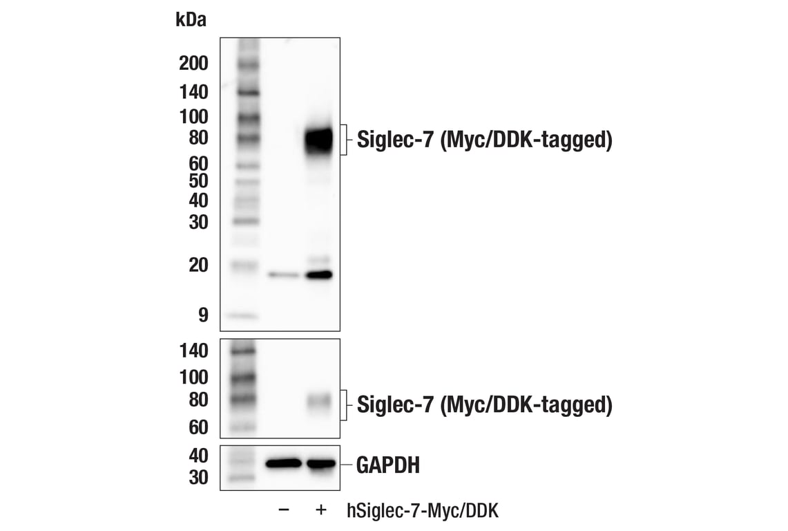 Western Blotting Image 2: Siglec-7 (F4O1S) Rabbit mAb