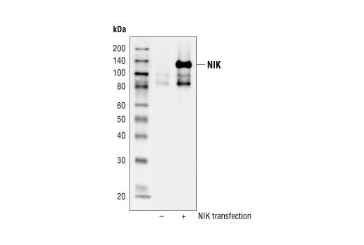 Western Blotting Image 2: NIK Antibody