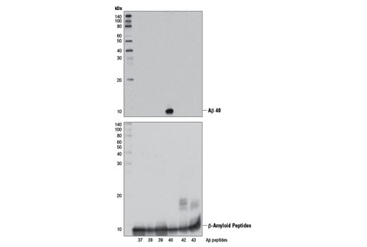 undefined Image 12: β-Amyloid Antibody Sampler Kit