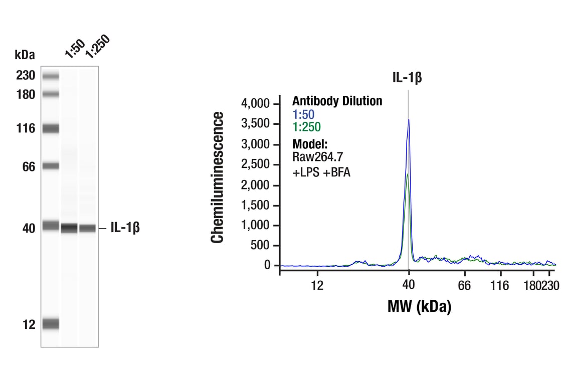 undefined Image 10: Mouse Reactive Inflammasome Antibody Sampler Kit
