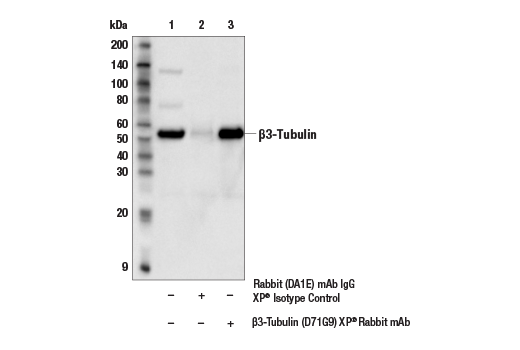 undefined Image 28: Demyelinating Disease Targets Antibody Sampler Kit