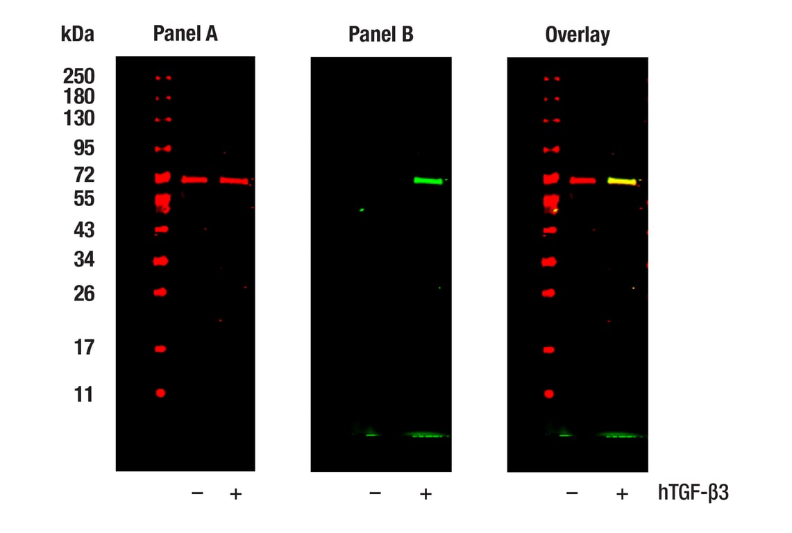 undefined Image 2: PhosphoPlus<sup>®</sup> SMAD2 (Ser465/467) Antibody Duet