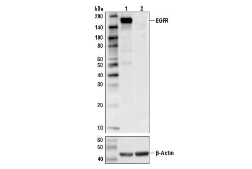 Western Blotting Image 1: EGF Receptor (D38B1) XP® Rabbit mAb
