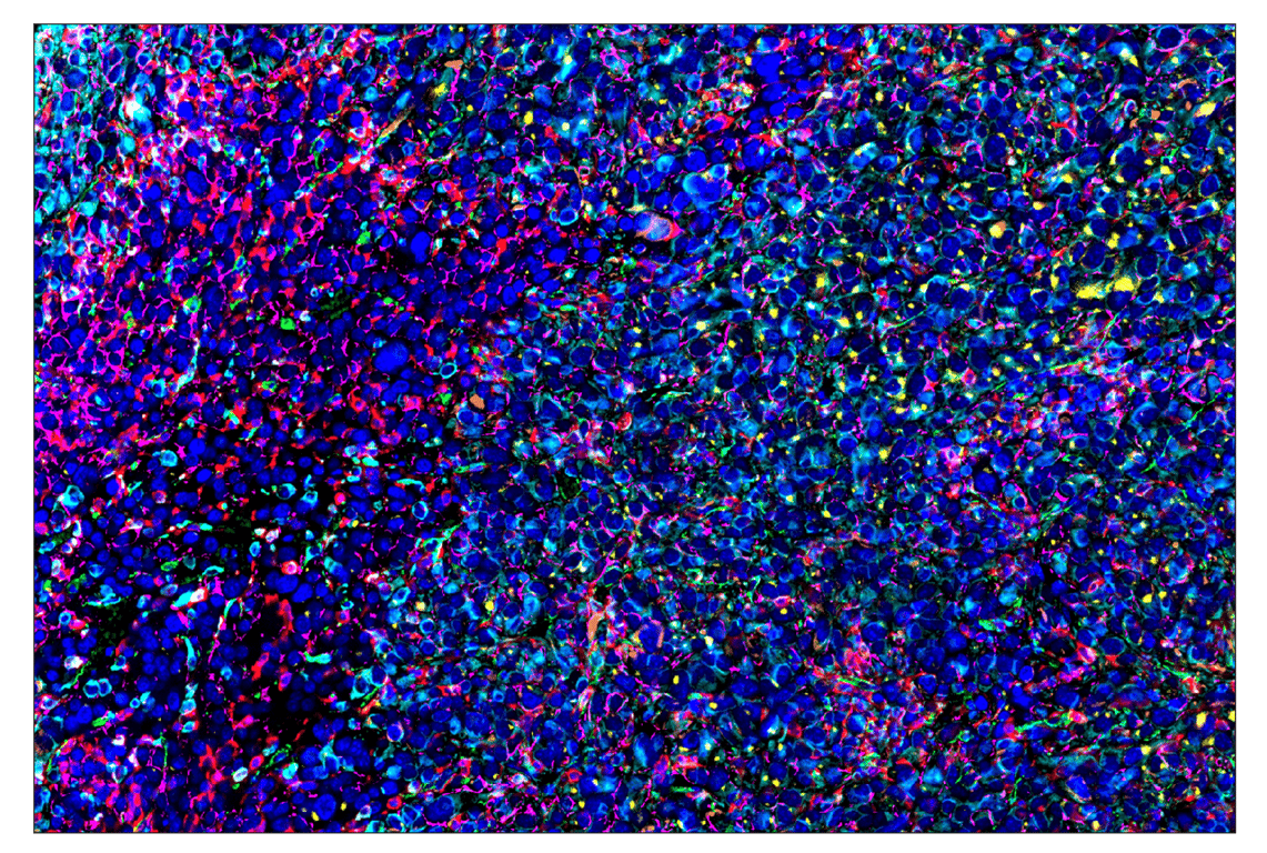 Immunohistochemistry Image 8: CD44 (E7K2Y) & CO-0030-488 SignalStar<sup>™</sup> Oligo-Antibody Pair