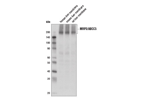 Western Blotting Image 2: MRP3/ABCC3 (D8V8J) Rabbit mAb