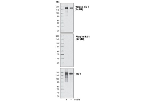 Western Blotting Image 1: Phospho-IRS-1 (Ser612) (C15H5) Rabbit mAb