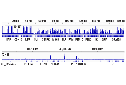 CUT & RUN Image 2: SET1A (D3V9S) Rabbit mAb