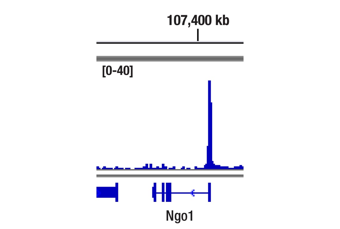 Chromatin Immunoprecipitation Image 1: NRF2 (D1Z9C) XP<sup>®</sup> Rabbit mAb