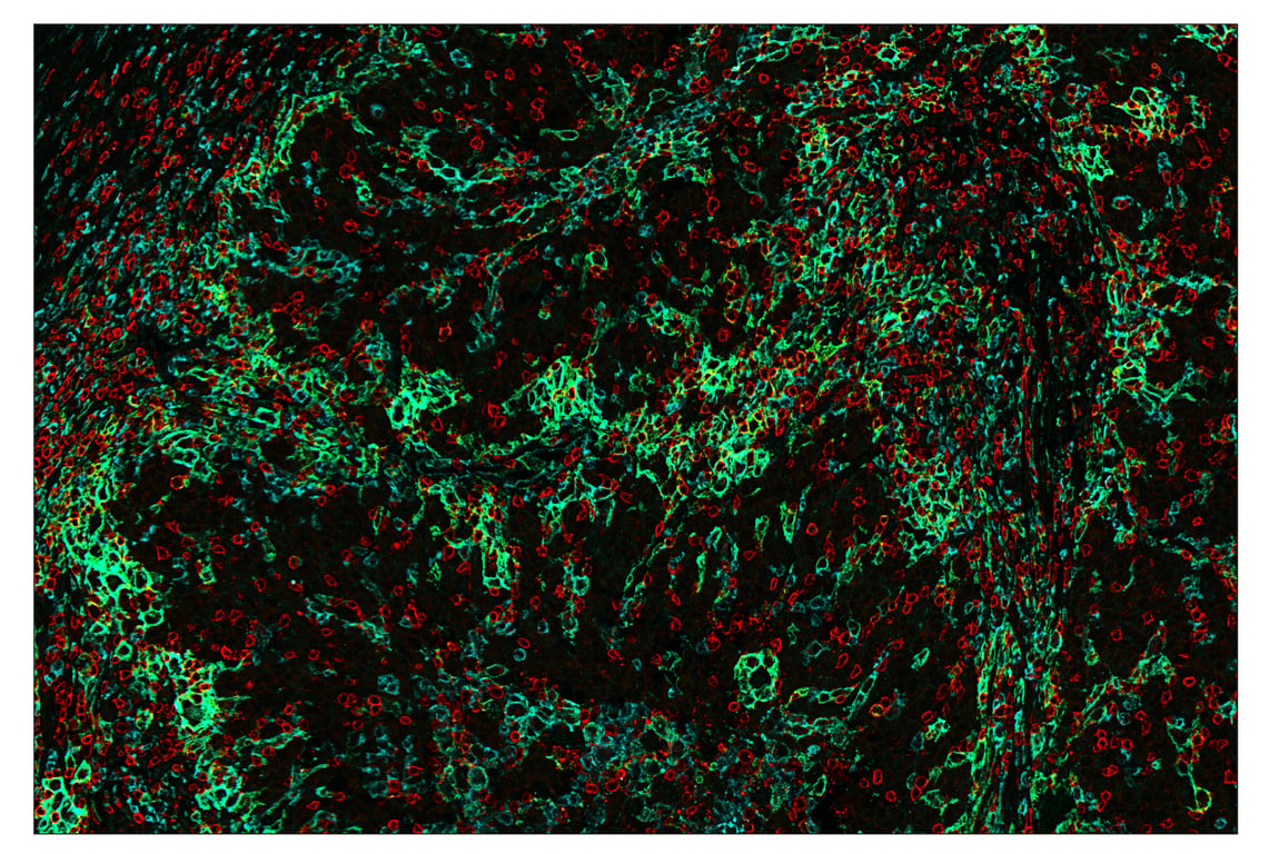 Immunohistochemistry Image 7: SIRPα/SHPS1 (D6I3M) & CO-0034-750 SignalStar<sup>™</sup> Oligo-Antibody Pair