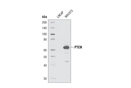 undefined Image 3: SignalSlide<sup>®</sup> PTEN IHC Controls