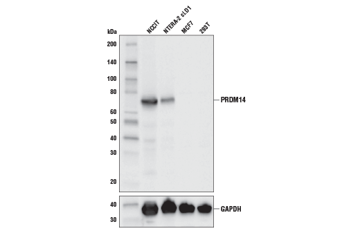 Western Blotting Image 1: PRDM14 (E1D5S) XP<sup>®</sup> Rabbit mAb