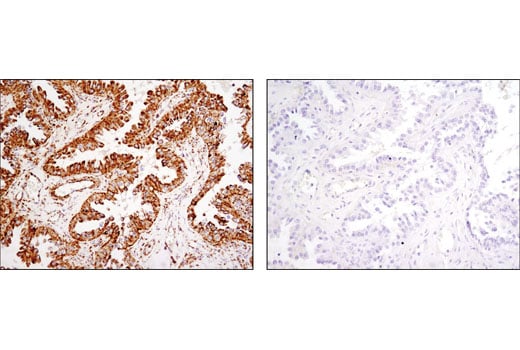 Immunohistochemistry Image 3: HSP60 (D6F1) XP<sup>®</sup> Rabbit mAb