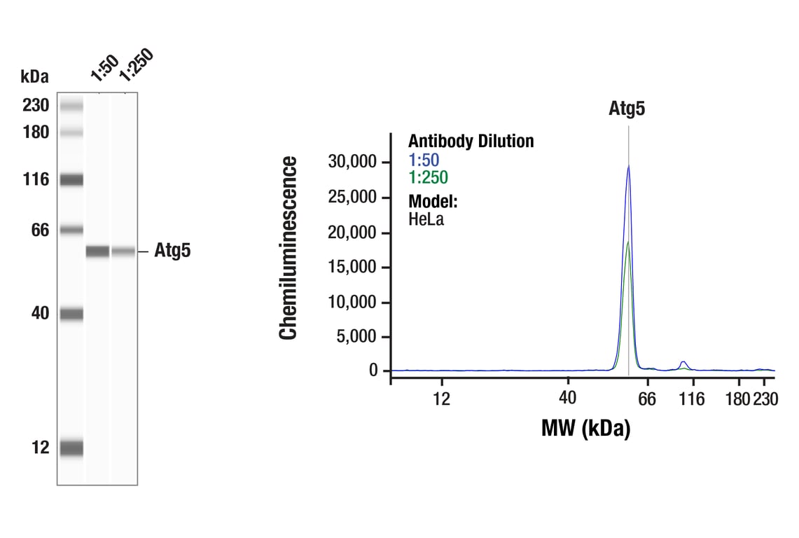 Western Blotting Image 1: Atg5 (D5F5U) Rabbit mAb