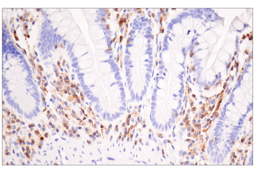 Immunohistochemistry Image 8: SLAMF6/CD352 (E3H1E) XP<sup>®</sup> Rabbit mAb